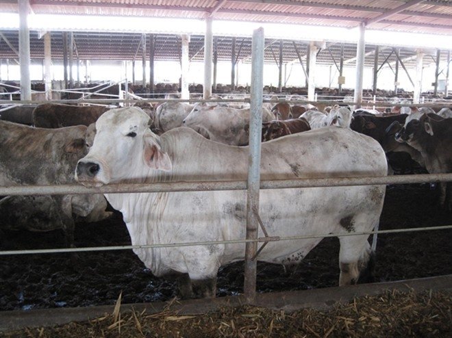 Đập[-]búa[-]tạ[-]giết[-]bò:[-]Chuyện[-]dã[-]man[-]chấn[-]động?